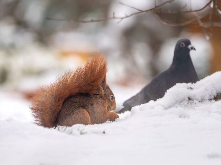 Eichhörnchen