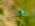 Wildlife